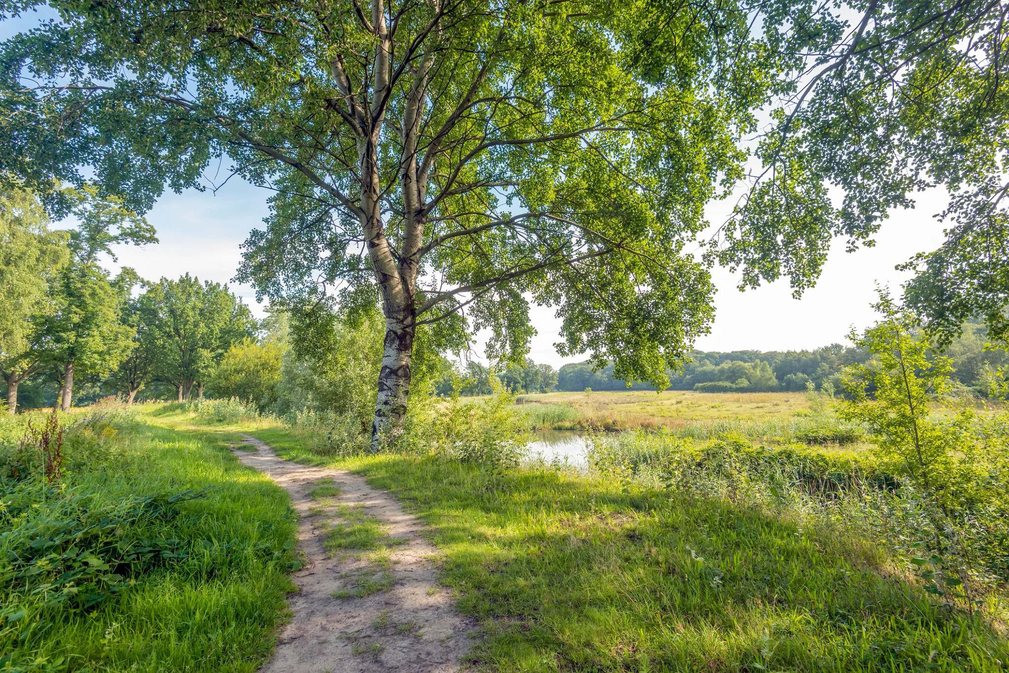 sunny-open-wooded-path