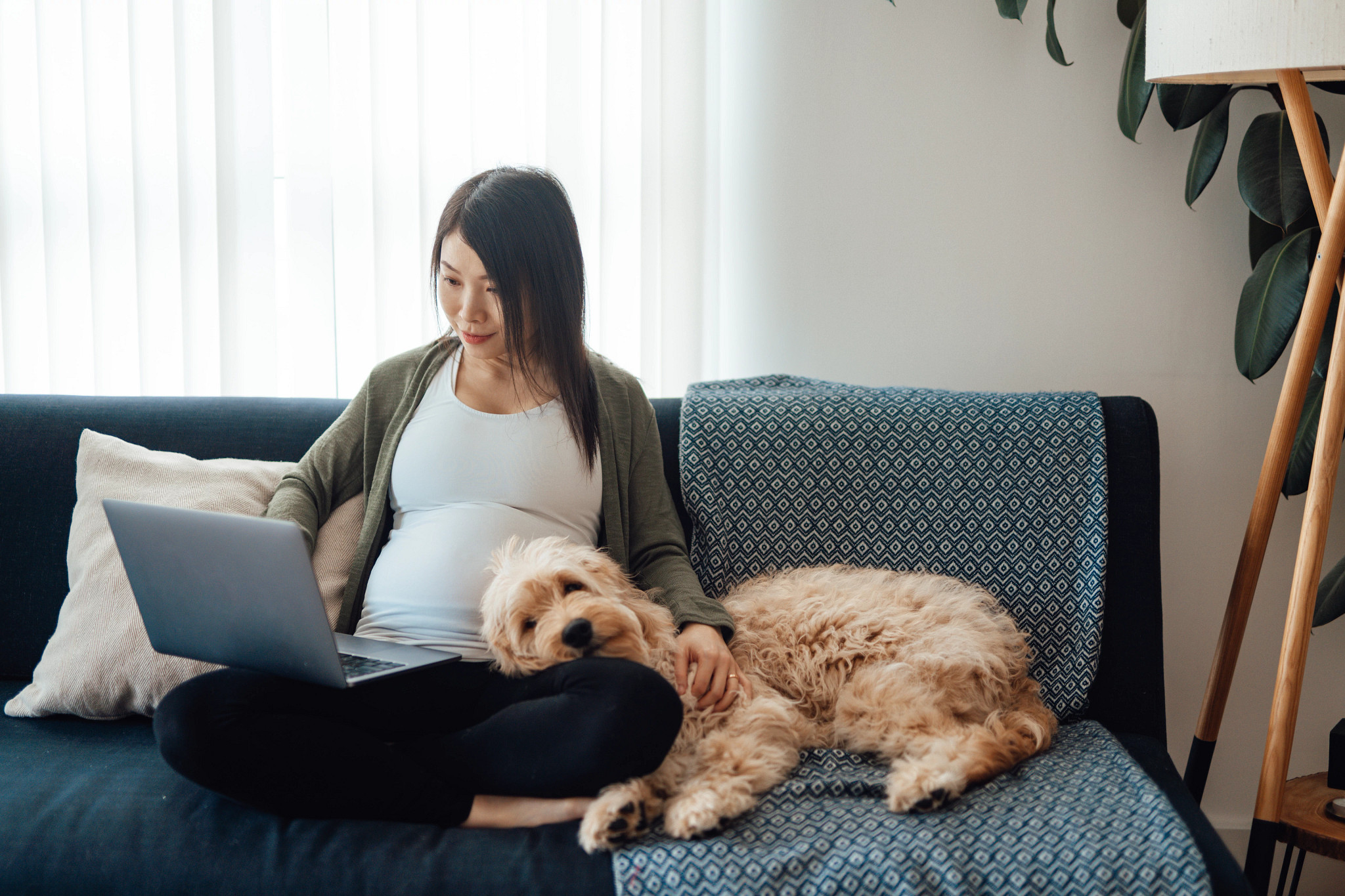 Beautiful Asian pregnant woman working from home with computer, sitting on sofa while her dog leaning on her lap.