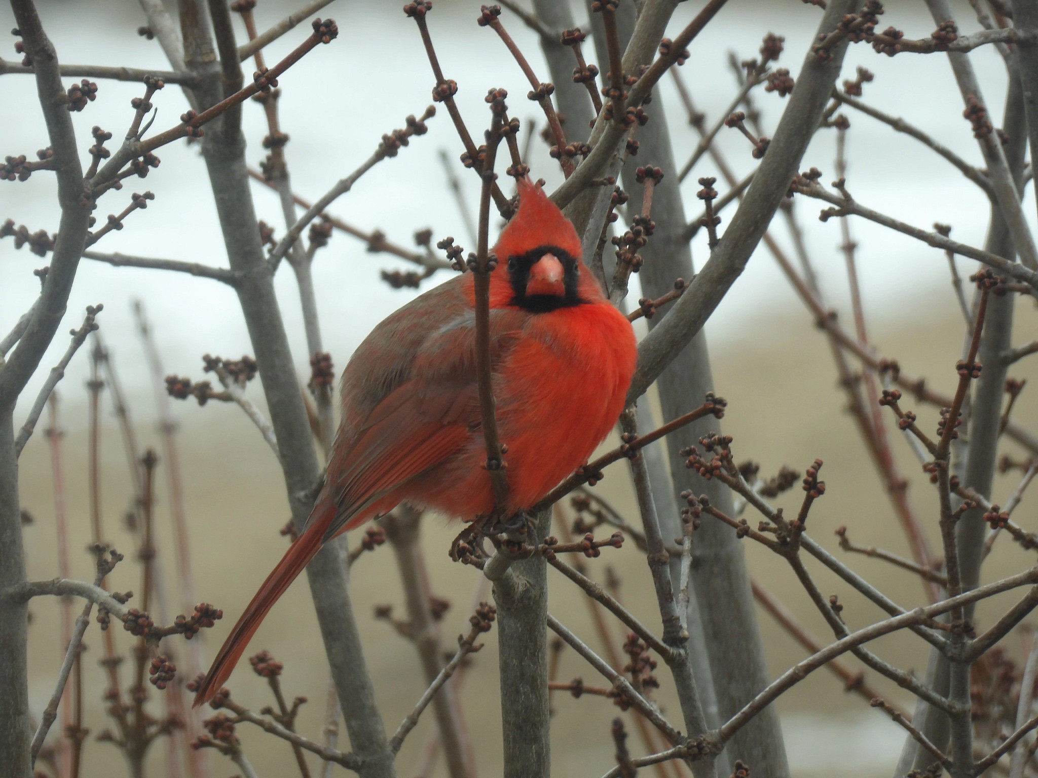 Cardinal Image for Art Wall
