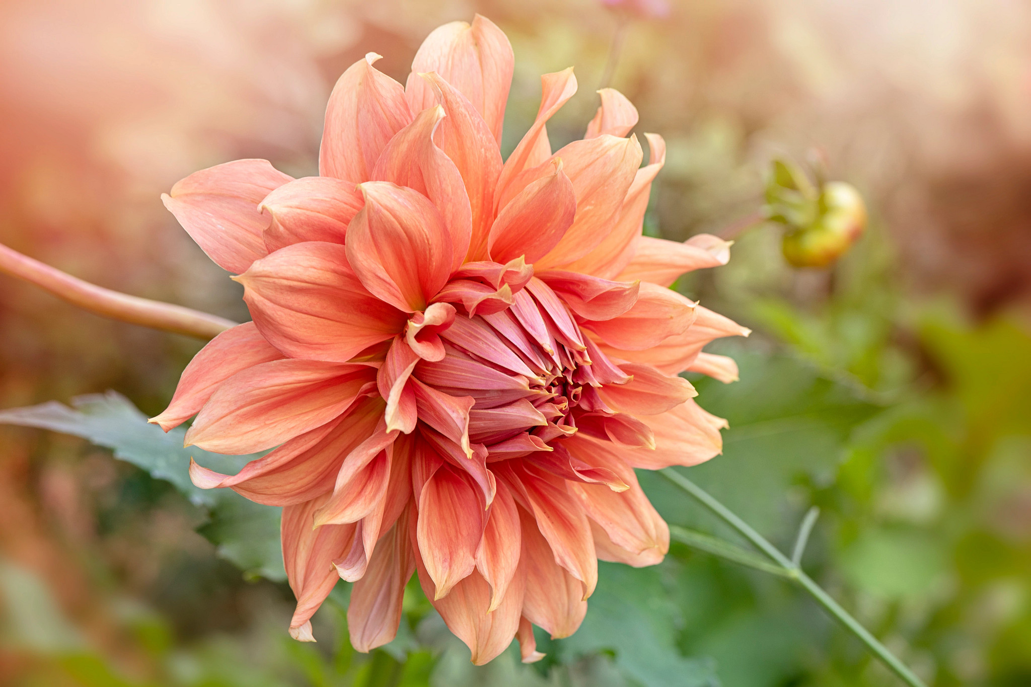 Pink spring flower